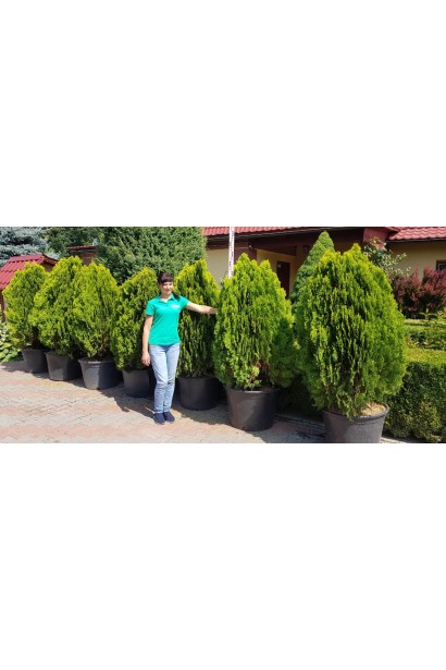 Туя Платикладус/Биота восточная Ауреа Нана | Туя Платикладус/Біота східна Ауреа Нана | Thuja / Platycladus orientalis Aurea Nana